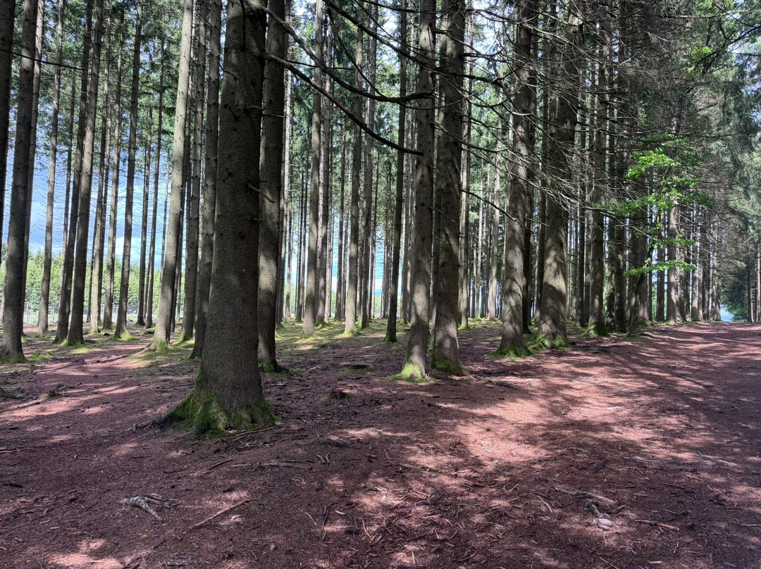 Reg Jans Battlefield Experience - Day Tours-巴斯东必去景点