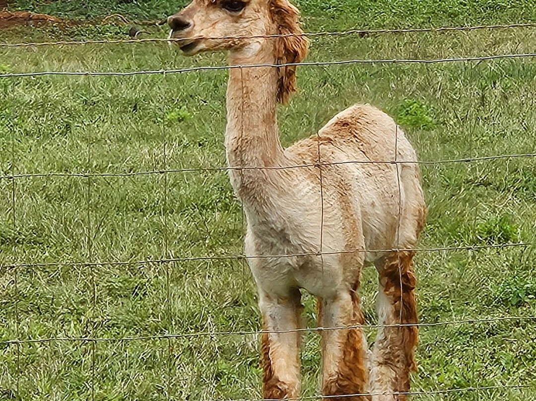 Kauai Safaris-利胡埃必去景点
