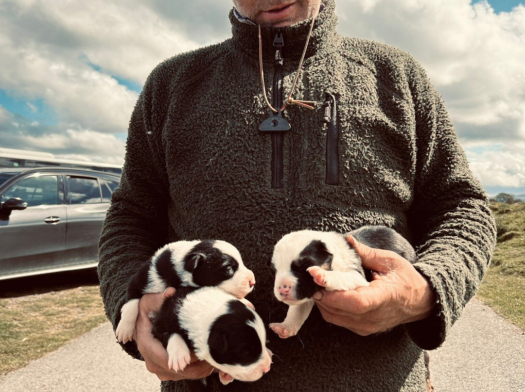 Working Sheepdogs-Kincraig必去景点