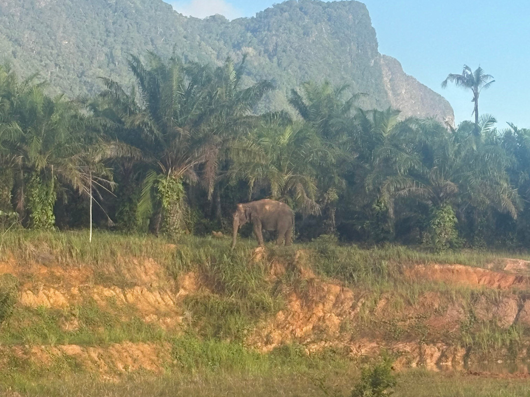Following Giants - Krabi-Khlong Hin必去景点