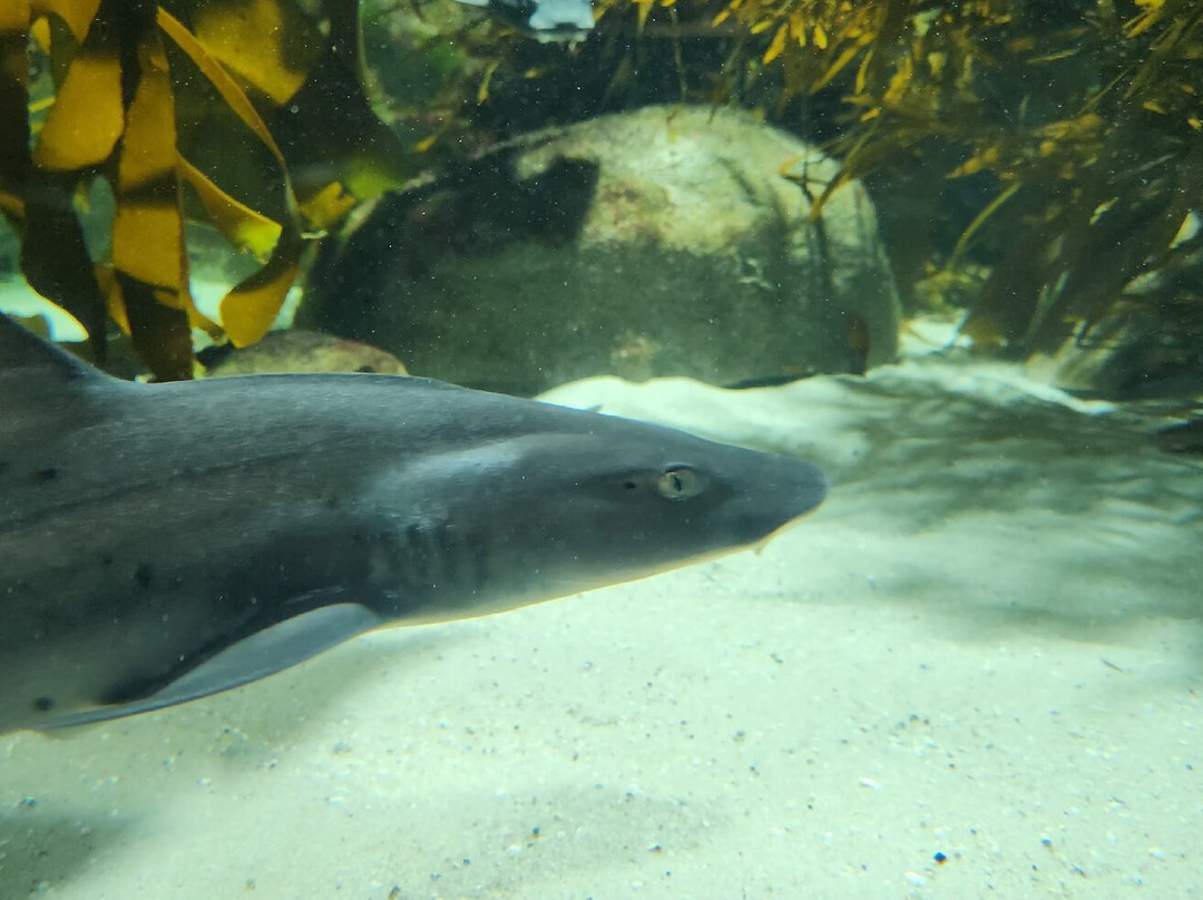 Two Oceans Aquarium-开普敦中心区必去景点