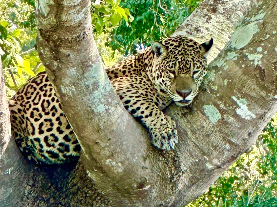 Pantanal Photo Tours-伊利亚贝拉必去景点