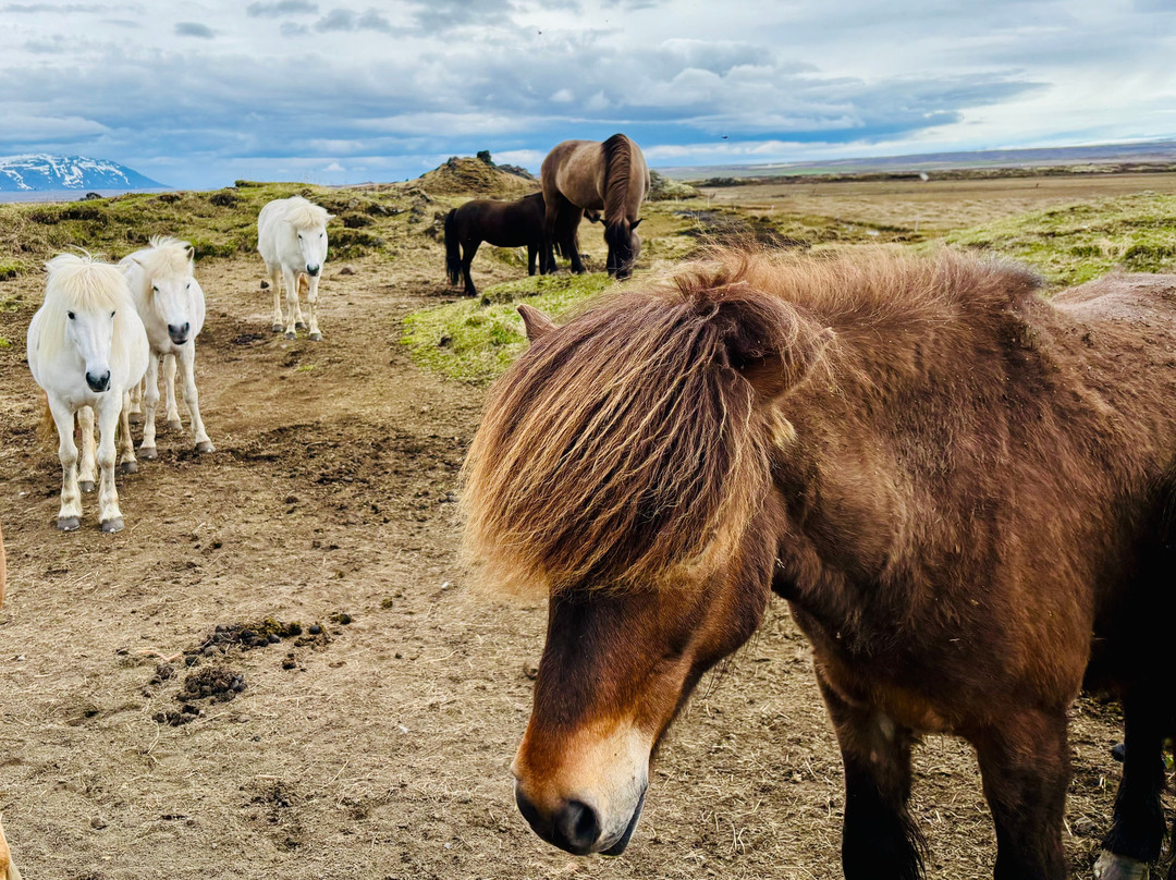 Safari Horse Rental-米湖必去景点