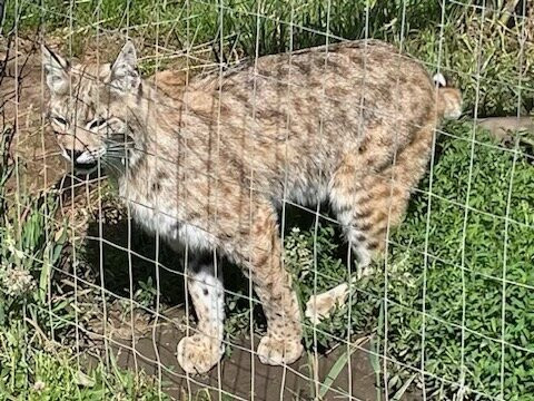 Ark Wildlife Park & Exotic Animal Sanctuary-Stickney必去景点