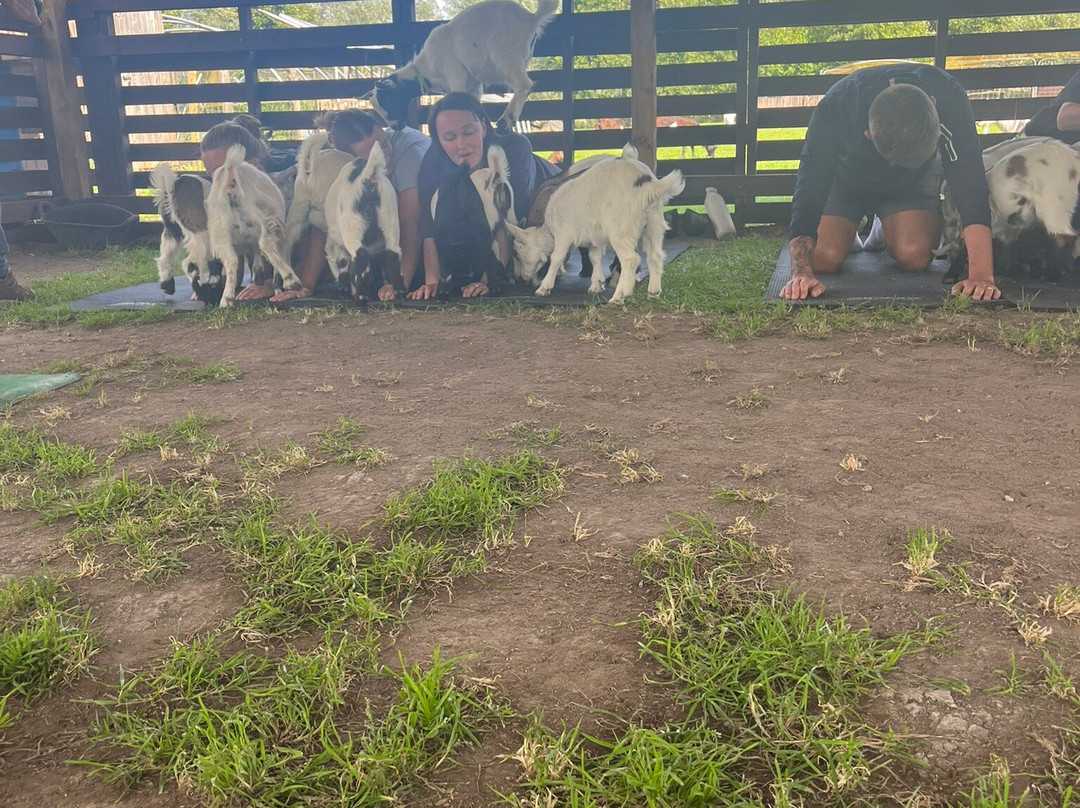 Blackwater Alpacas & Pygmy Goats-布伦特里必去景点