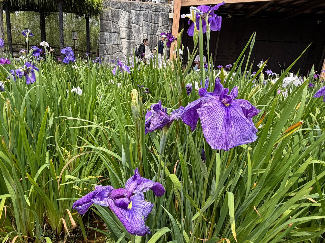 Suigo Itako Ayame Garden-潮来市必去景点
