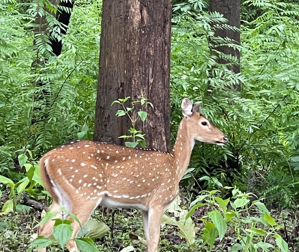 Bandipur National Park and Tiger Reserve-班迪舖必去景点