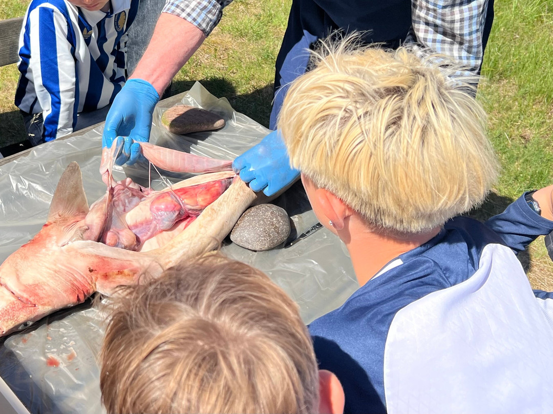 Naturhistorisk Museum - Skagen Naturcenter-斯卡恩必去景点