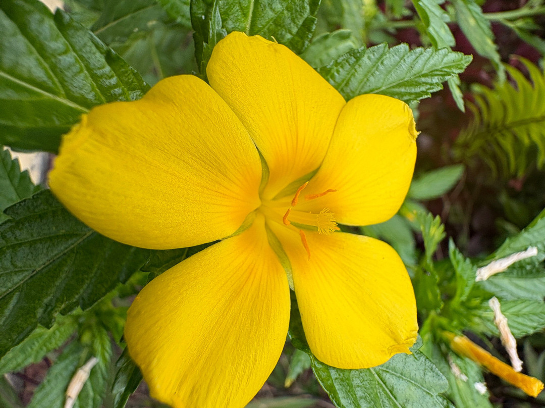 Jardin de Orquideas de Sitio Litre-德拉克鲁兹索尔港必去景点