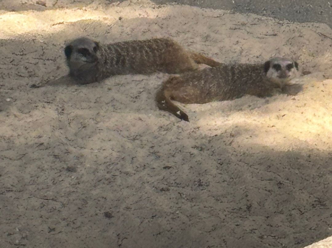 Pettitts Animal Adventure Park-Reedham必去景点