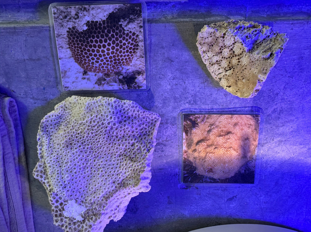 Dressel Divers Playa Del Carmen-普拉亚德尔卡曼必去景点