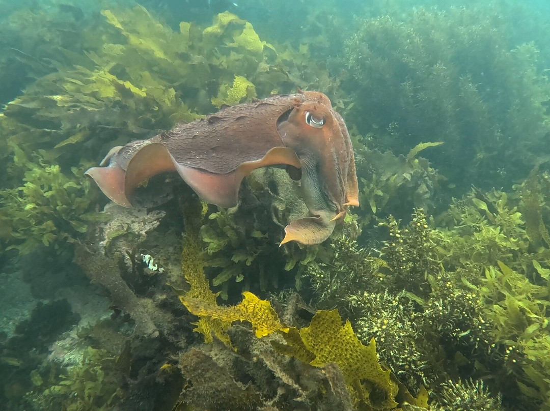 Dive Centre Manly-曼利议会必去景点