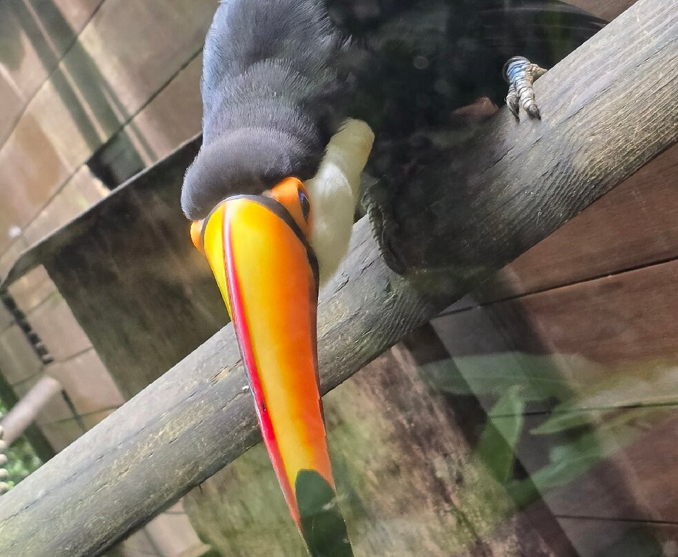 Zoo De Guadeloupe Au Parc Des Mamelles-Bouillante必去景点