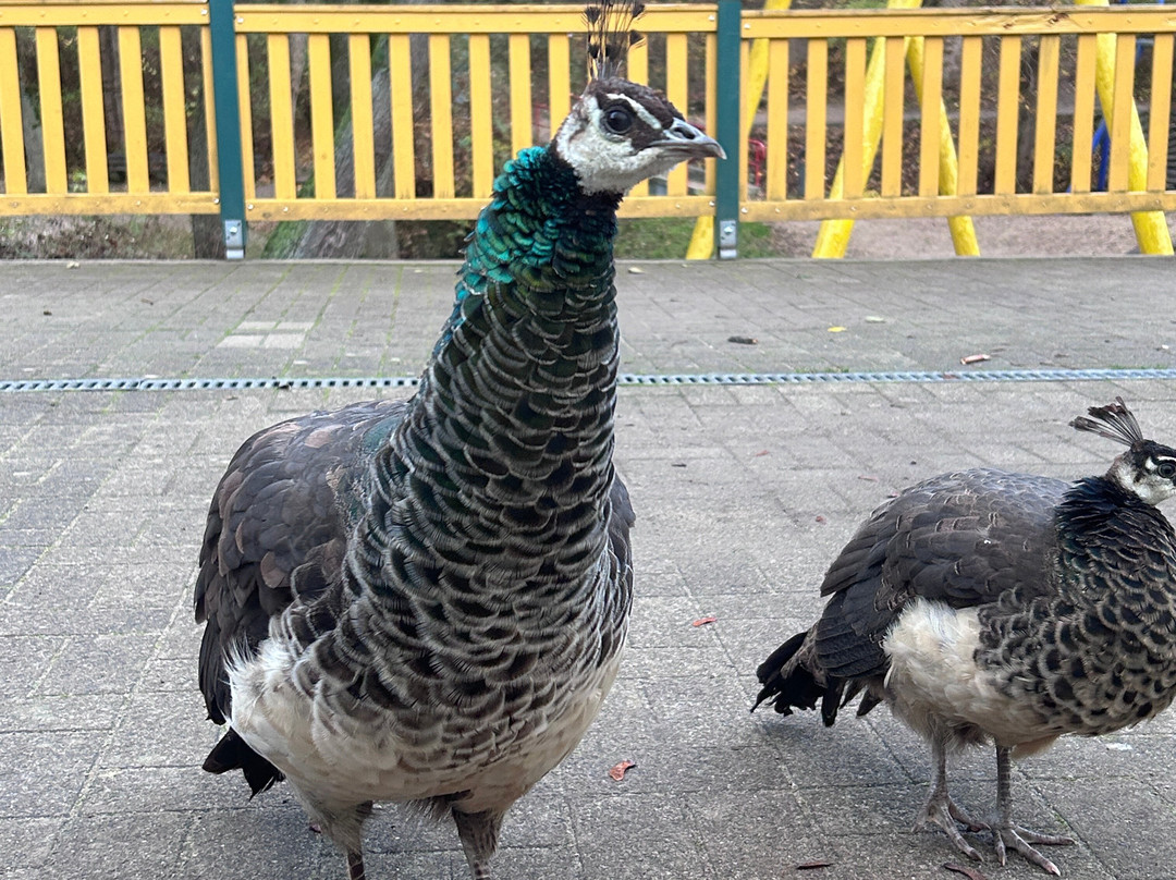 Tierpark Wismar-维斯马必去景点
