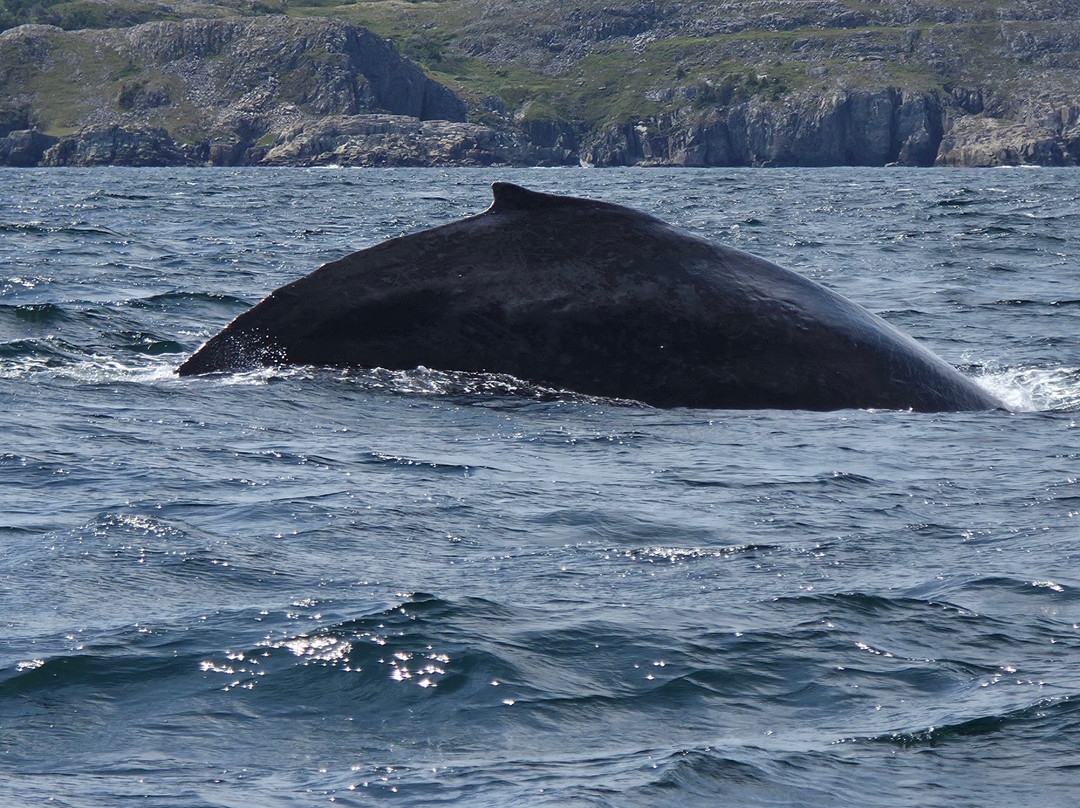 Discovery Sea Adventures-Bonavista必去景点