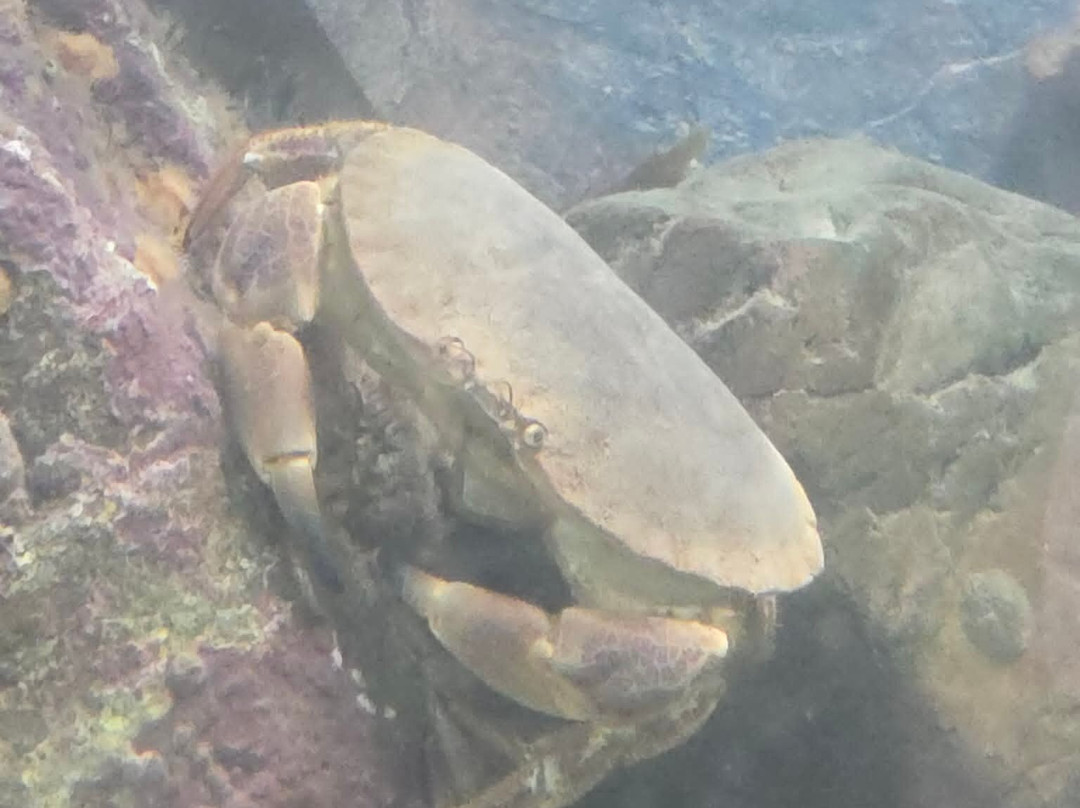 St Abbs Aquarium-Eyemouth必去景点
