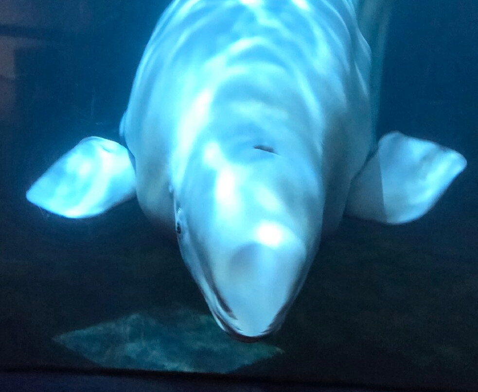 SEA LIFE Trust Beluga Whale Sanctuary-韦斯特曼纳群岛必去景点