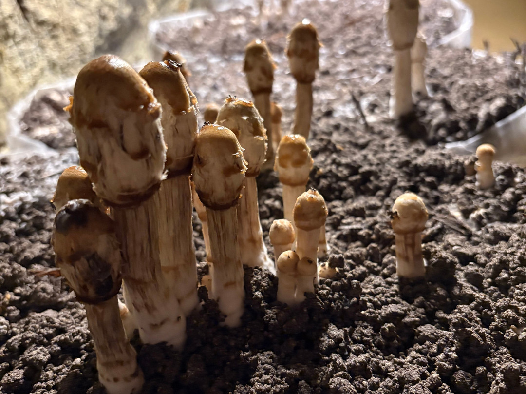 Musée du Champignon-梭缪尔必去景点