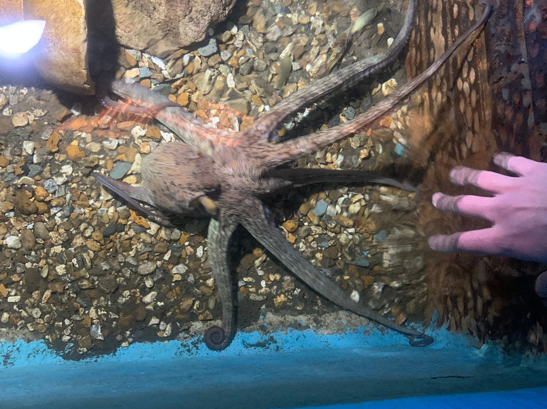 Fowey Aquarium-福伊必去景点