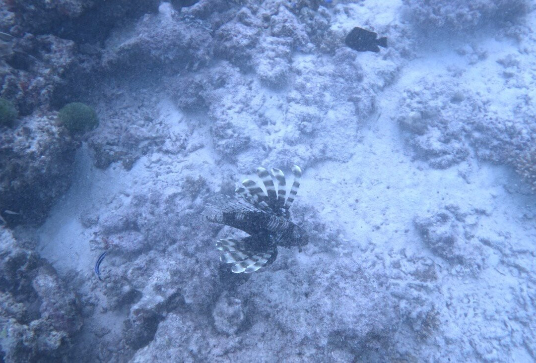 Whitetip Divers-普拉兰岛必去景点