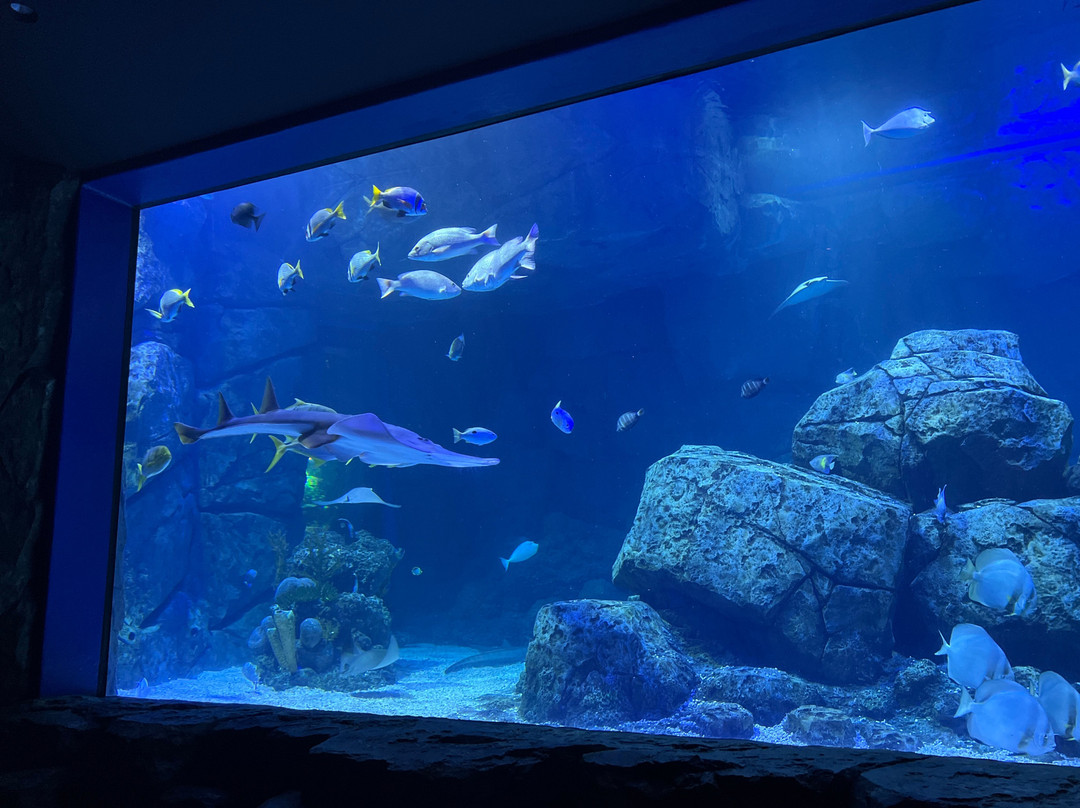 Marassi Aquarium & Underwater Zoo-Diyar Al Muharraq必去景点