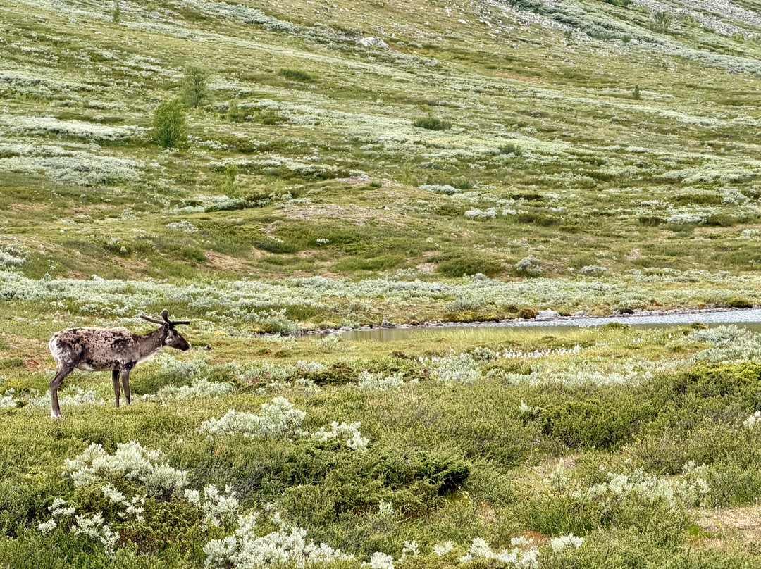 The Locals - Jotunheimen-Tessand必去景点