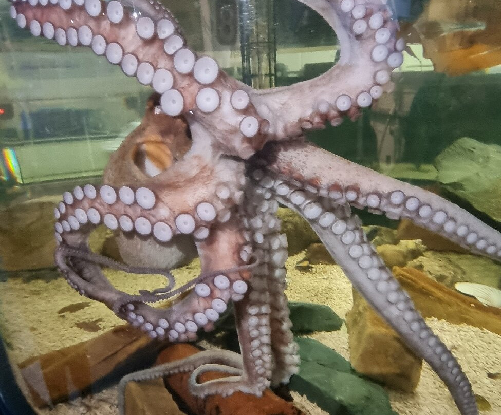 Lake District Coast Aquarium-Maryport必去景点