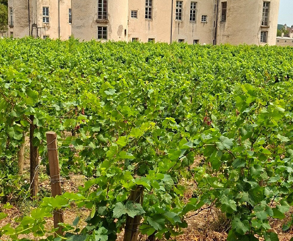 萨维尼-勒勃恩城堡-Savigny-les-Beaune必去景点
