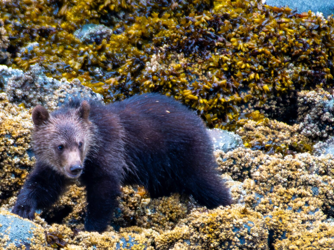 Tide Rip Grizzly Tours-Telegraph Cove必去景点