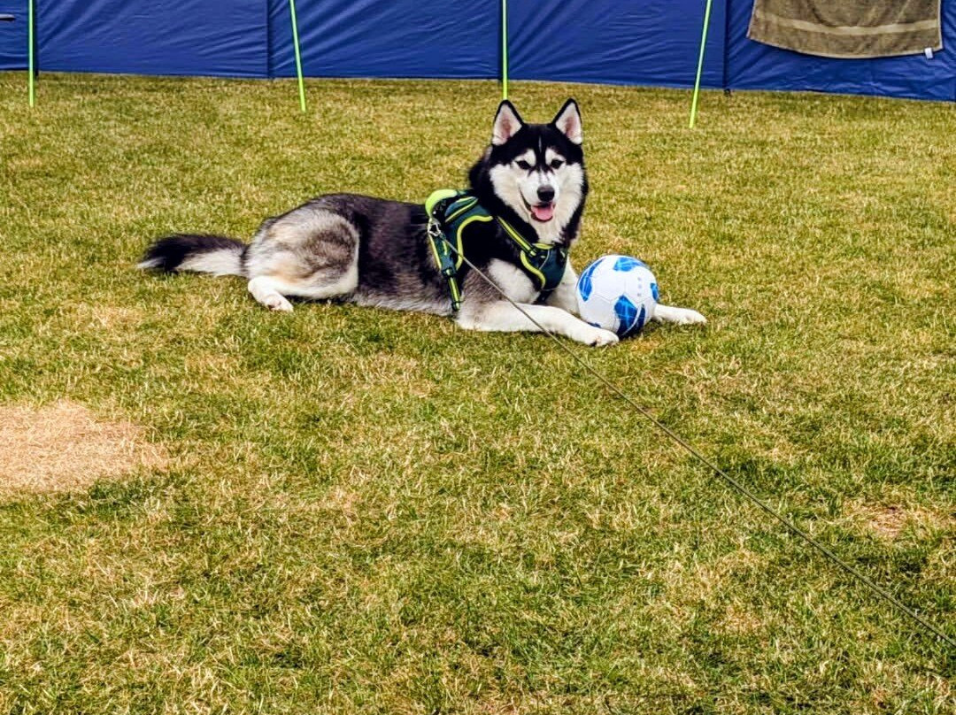 Sharpley Camping