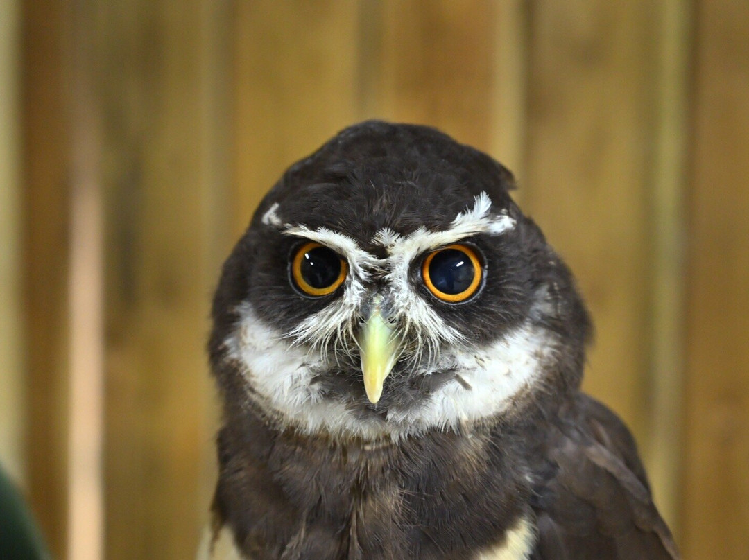 Screech Owl Sanctuary & Animal Park-St Columb Major必去景点