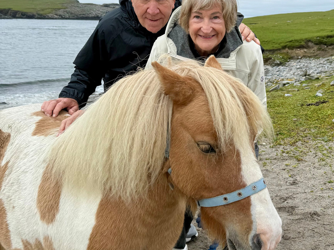 The Shetland Pony Experience-Papil必去景点