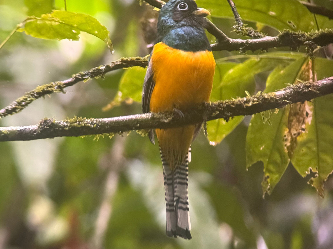 Costa Rica Wild Expeditions-希门尼斯港必去景点