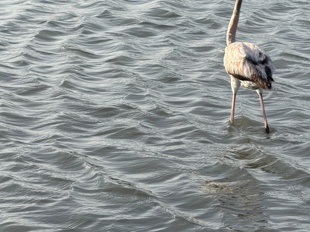 Flamingo Sanctuary Sint Willibrordus-Sint Willibrordus必去景点