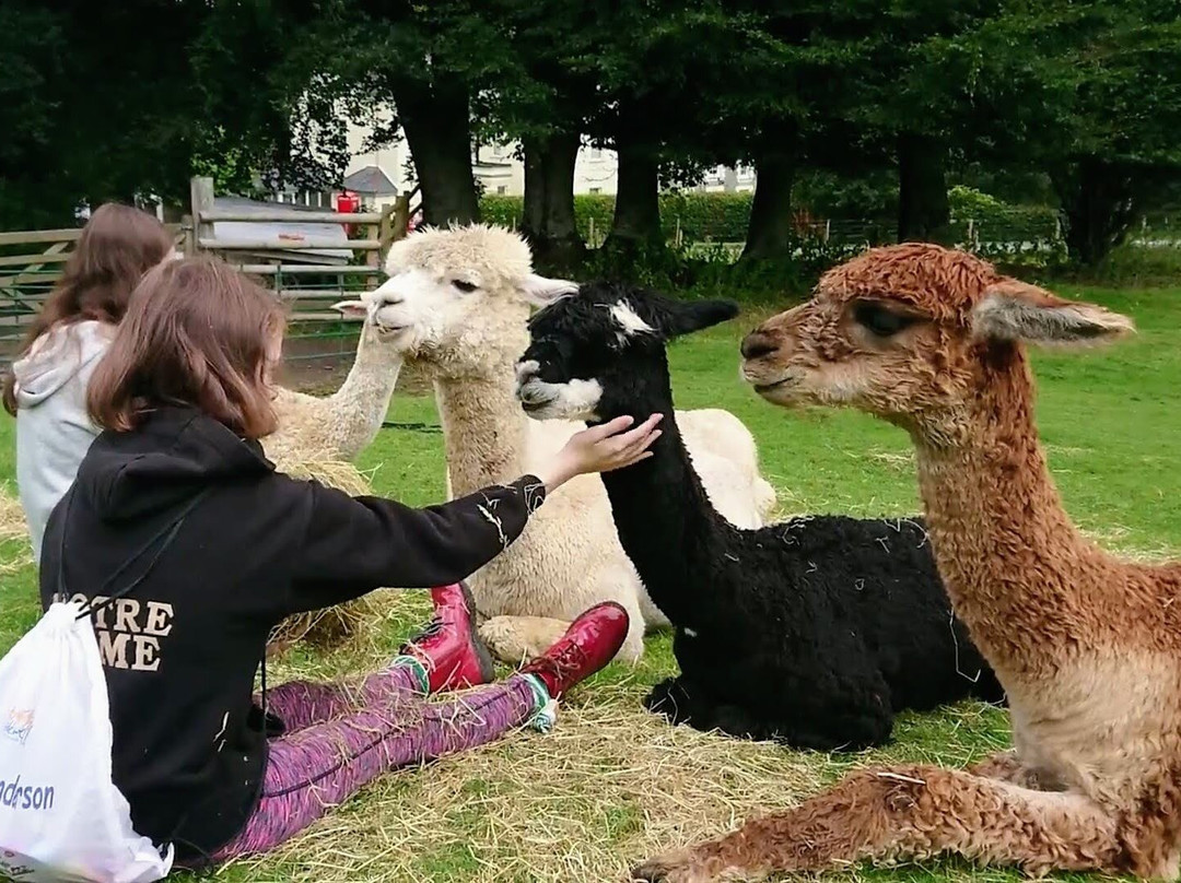 Lydford Gorge Alpacas-Lydford必去景点