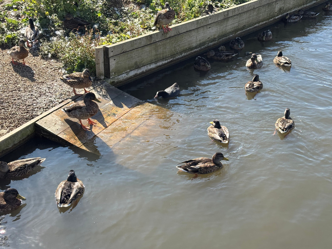 Abbotsbury Swannery-Abbotsbury必去景点