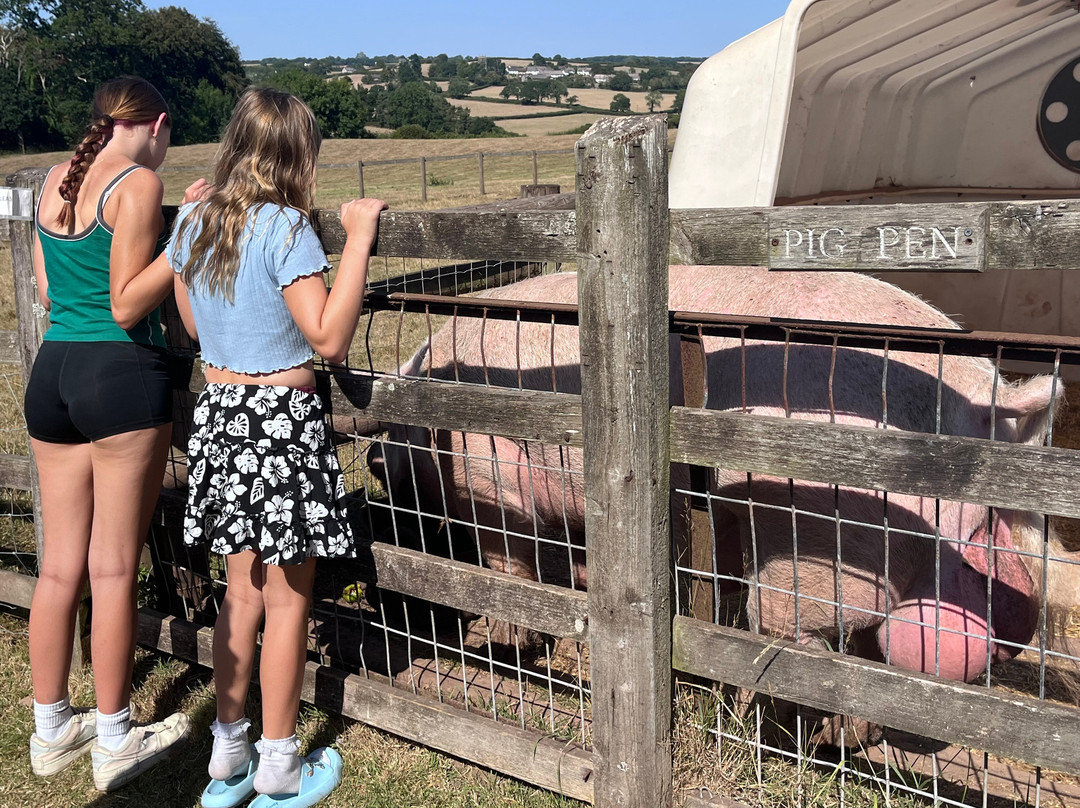 War Horse Valley Country Farm Park-Iddesleigh必去景点