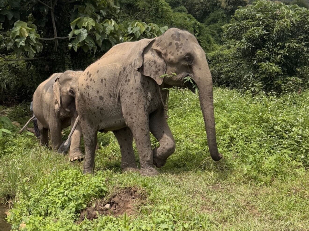 Lanna Kingdom Elephant Sanctuary-清迈必去景点