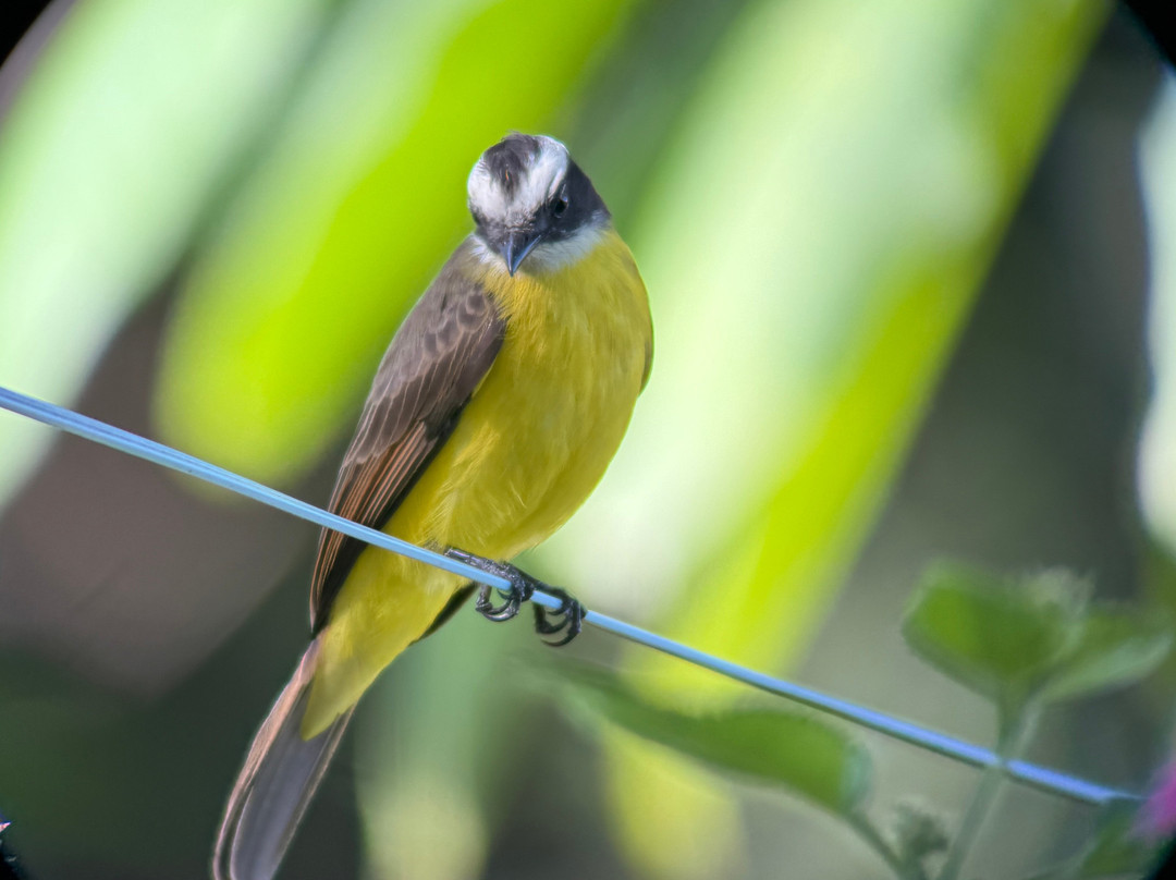 Manriquebirding-Minca必去景点