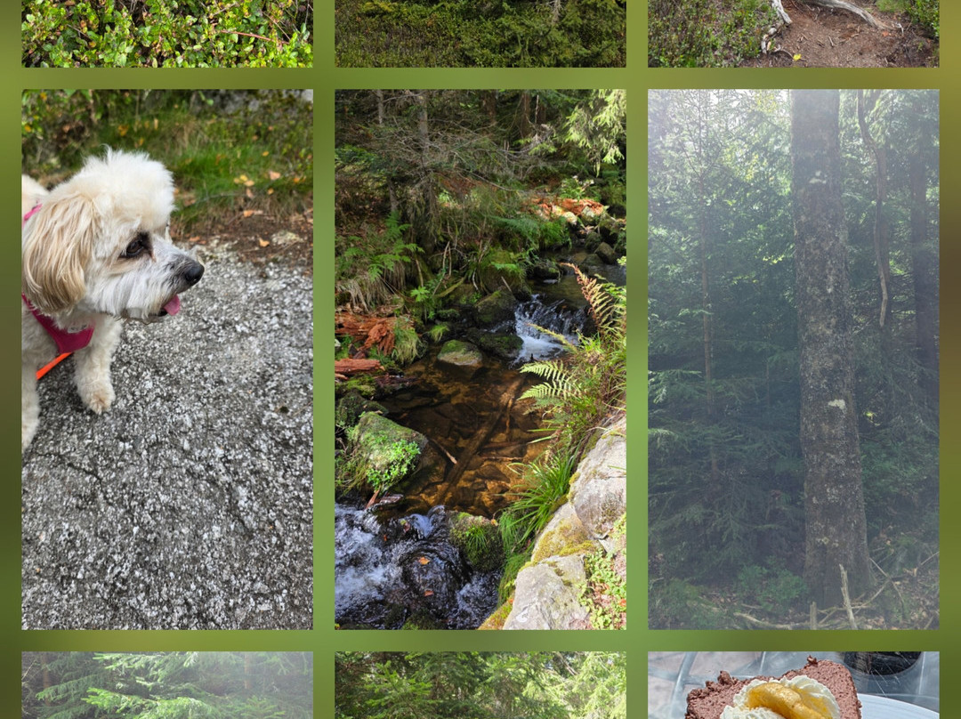 Hunderesort Waldeck - 4 Sterne Urlaub Mit Hund主图