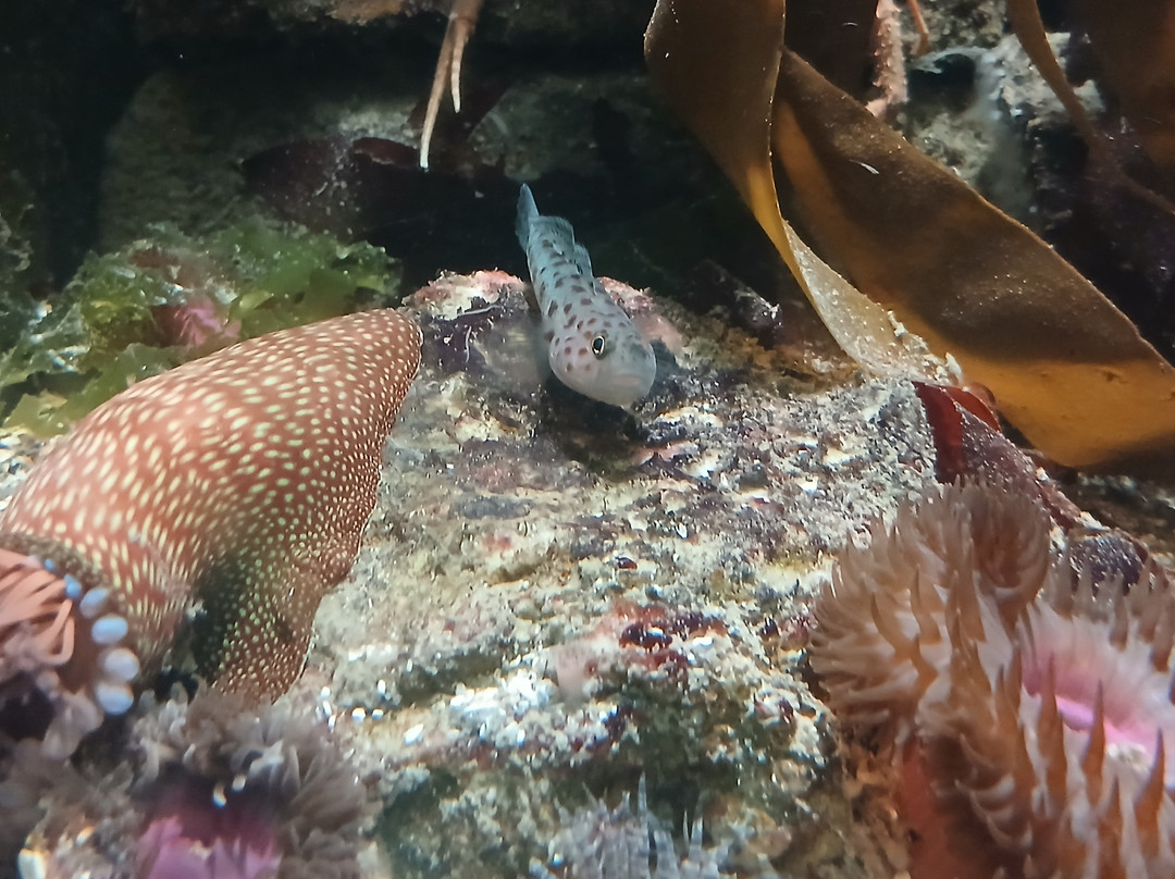 Ilfracombe Aquarium-伊尔弗勒科姆必去景点