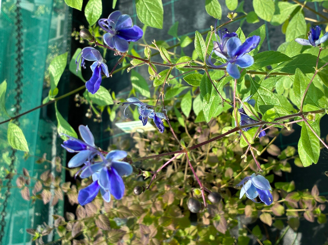Kwekerij Morning Glory