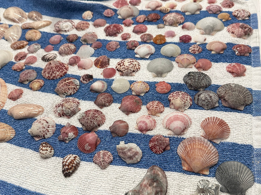 Treasure Seekers Shell Tours-Goodland必去景点