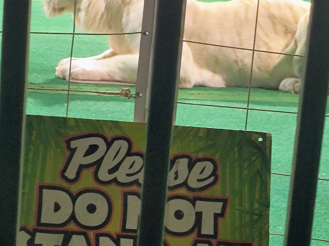 Big Cat Habitat-萨拉索塔必去景点