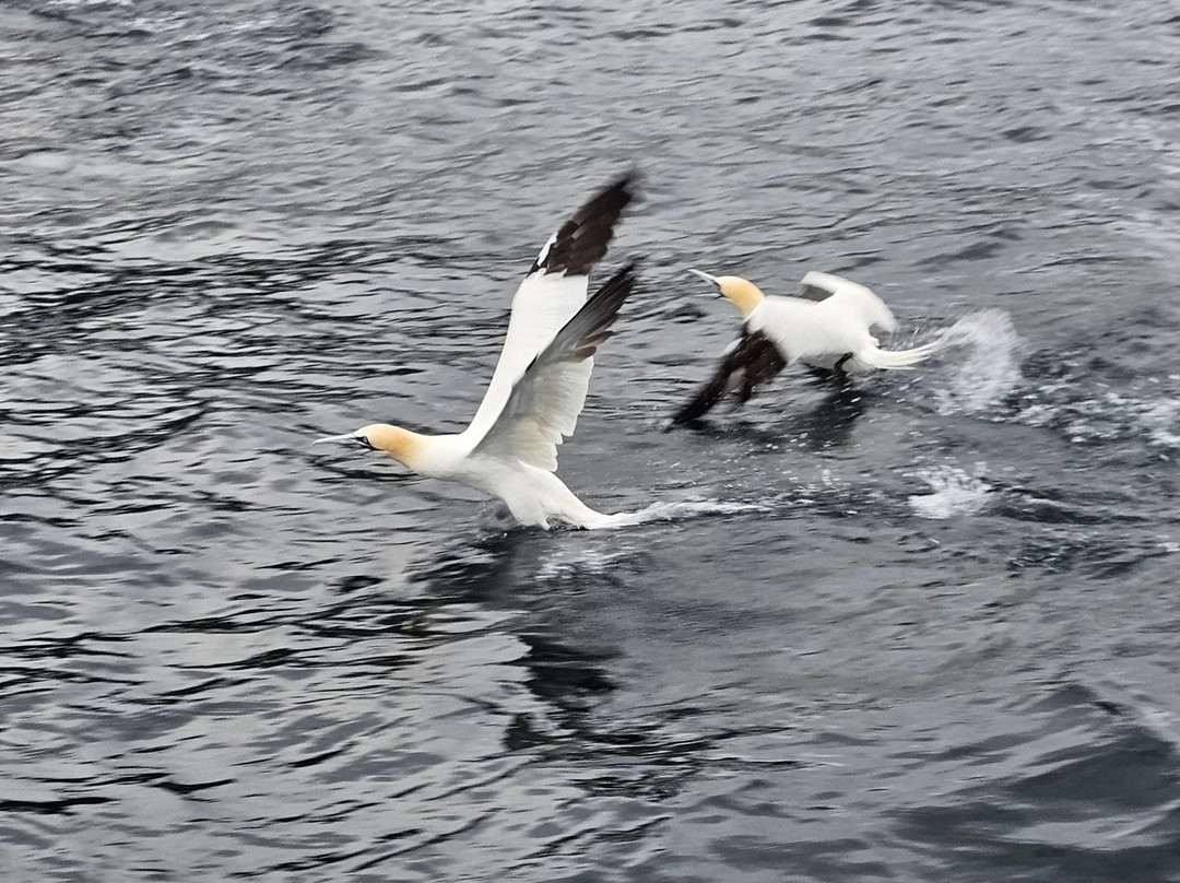 Seabirds and Seals - The Original Noss Boat Tours-Lerwick必去景点