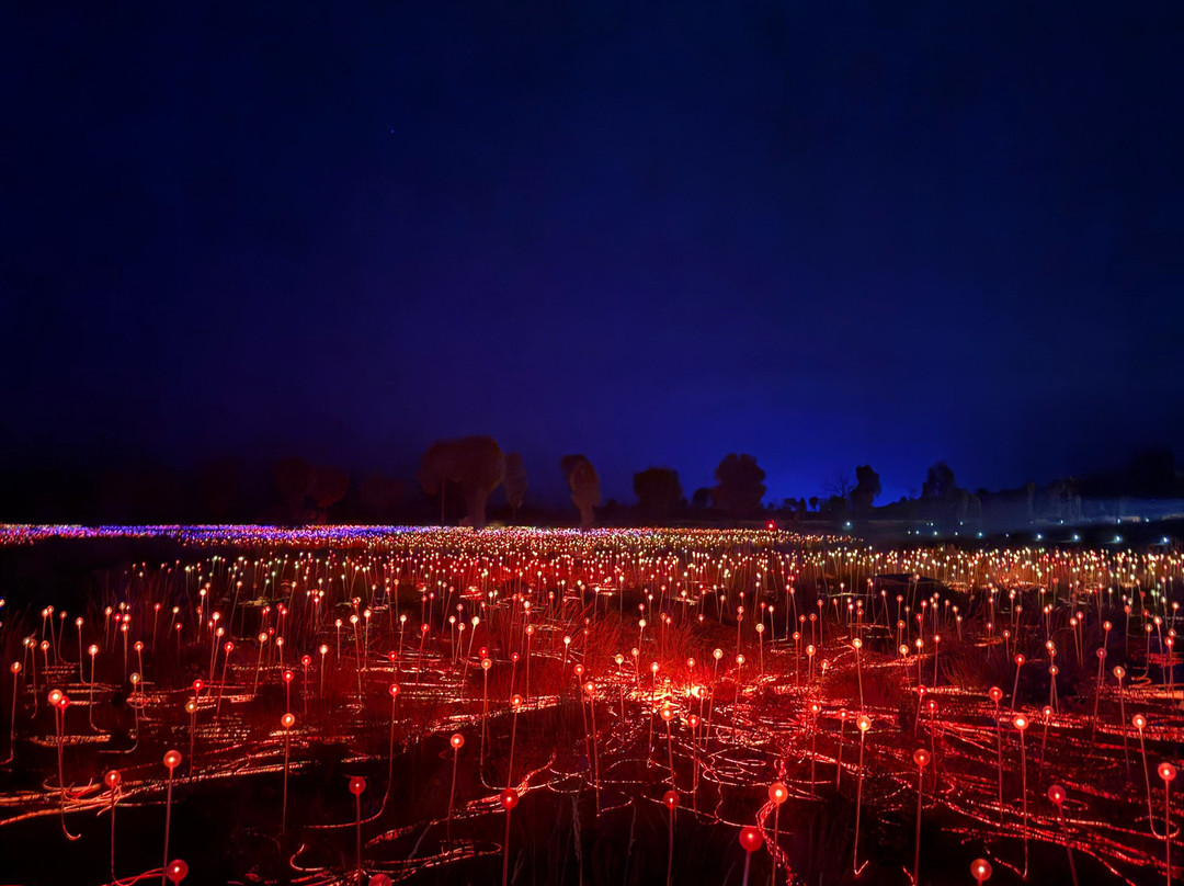 Field of Light-乌鲁鲁-卡塔丘塔国家公园必去景点