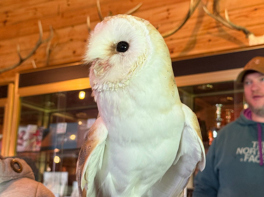 Huntly Falconry-Huntly必去景点