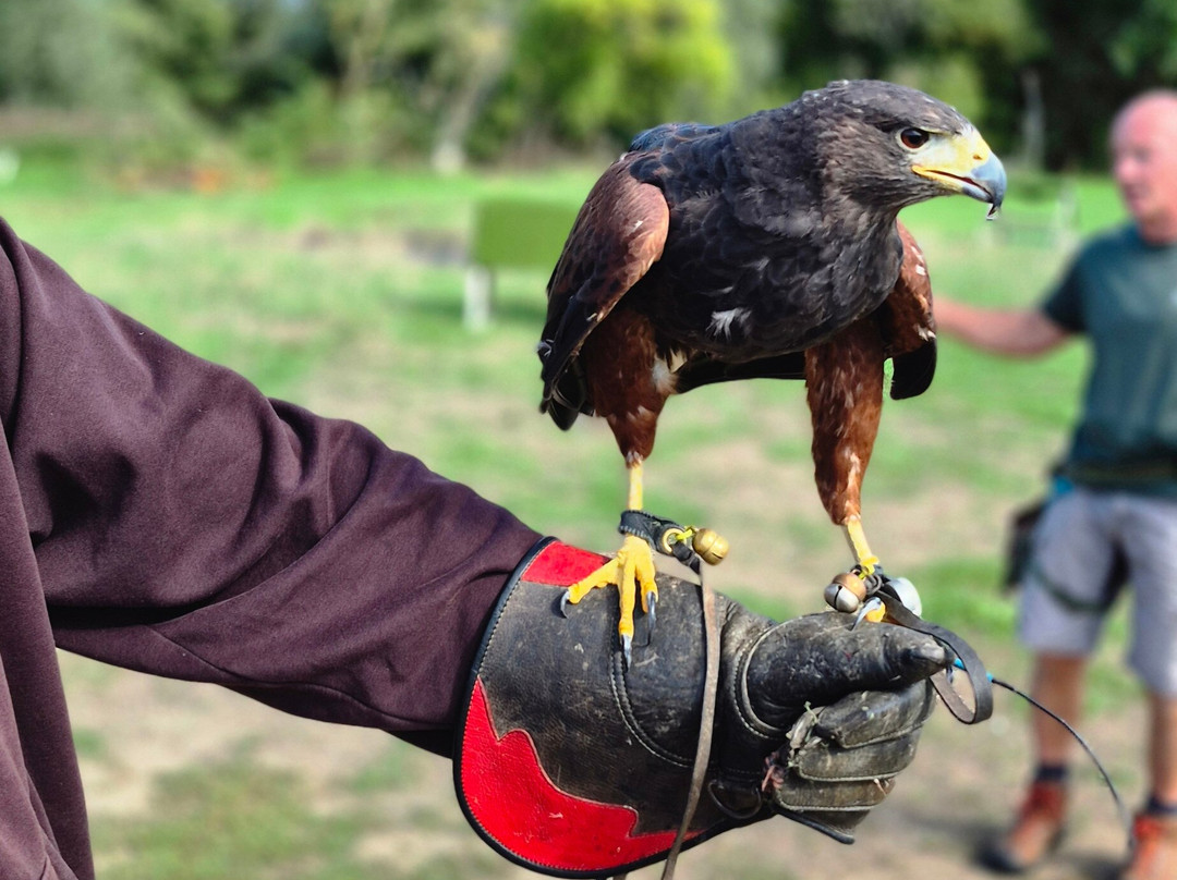 Lavenham Falconry-Monks Eleigh必去景点