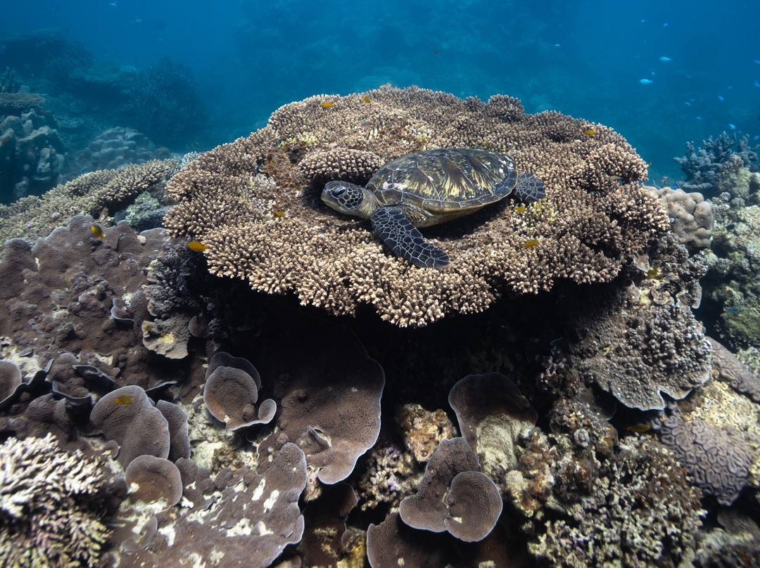 Ningaloo Reef Dive & Snorkel-珊瑚湾必去景点
