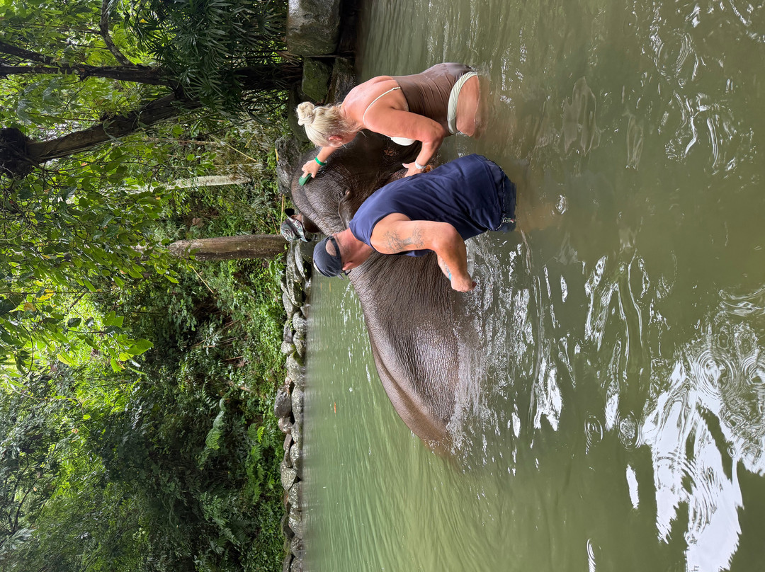 Phang Nga Elephant Park-攀牙必去景点